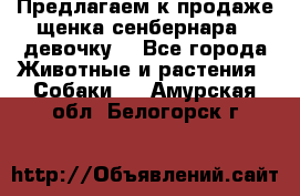 Предлагаем к продаже щенка сенбернара - девочку. - Все города Животные и растения » Собаки   . Амурская обл.,Белогорск г.